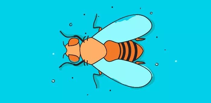 cnn:果蝇视觉理解能力几何?|果蝇|视觉|神经元_新浪网