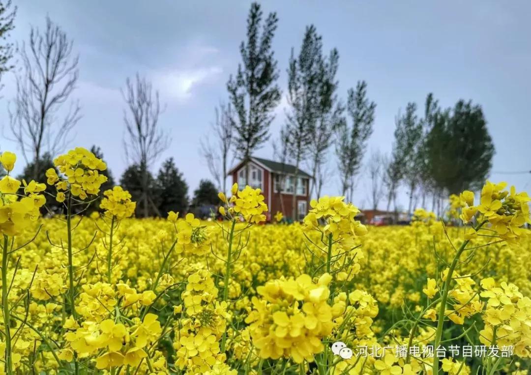 安平油菜花正艳