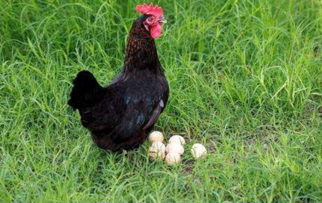 土鸡蛋跟规模养殖的蛋鸡有哪些?45天能长大的鸡下不下蛋呢?__财经头条