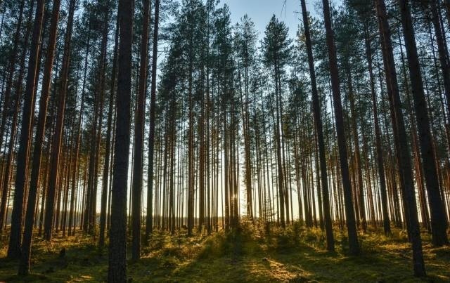 训练11:垂直,水平构图