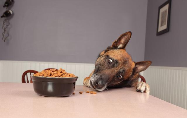 给狗狗喂食必须掌握的技巧,请爱护你的爱宠,小细节更加重要