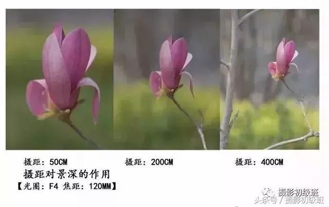 想要背景虚化,用这几招就行|光圈|焦距|拍摄_新浪新闻