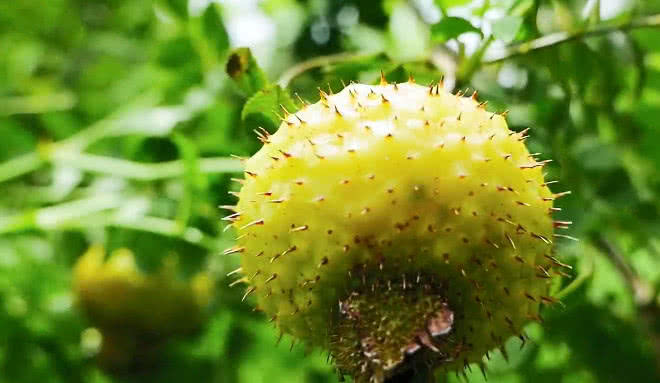 山里有一种野果农民靠它赚钱,一天能够摘一百多斤,你认识吗