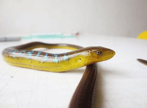 村民捕获皮皮鳝?蓝色花纹长相奇怪,老大爷:是国家保护动物!