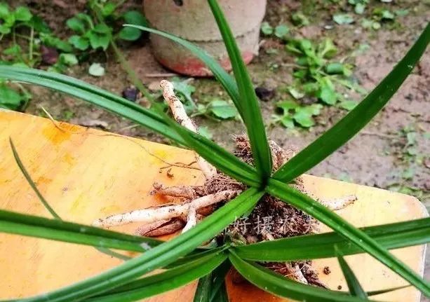 兰花蚜虫危害有多大?用对方法就不怕