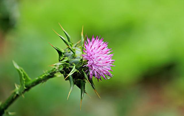 农村地上的"刺草",牛都不爱吃,现在买到10元一斤,有人收!