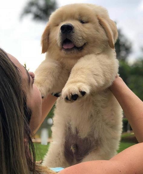 天生招小姐姐爱, 萌到让人变星星眼的小金毛狗狗, 谁能拒绝得了?