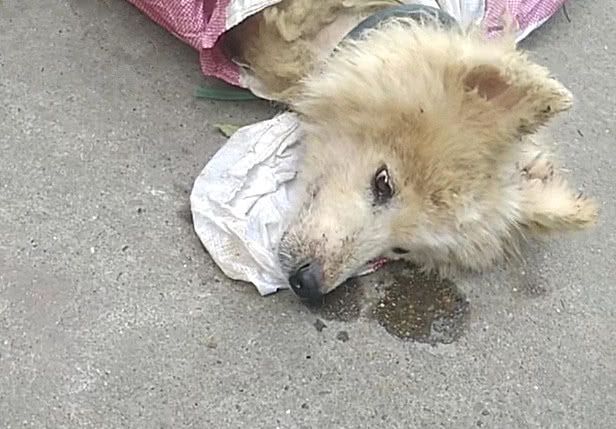 早上去扔垃圾,发现一个扭动的麻袋,拆开一看,瞬间落泪了