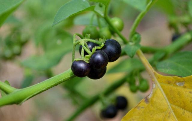 洋茄子(龙葵草)我们想当年吃的时候感觉很甜,水分很大,和桑葚的味道很