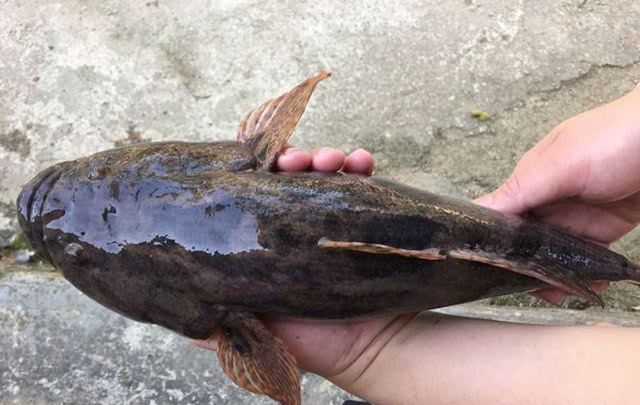 老家大河里钓起这种鱼还以为钓上清道夫其实味道鲜美