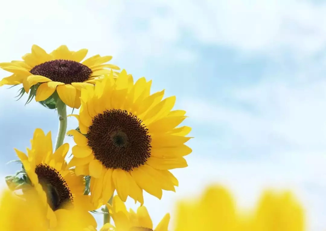 有心情好的时候,自然也有不好的时候,只有跟自己和解,才能更好地生活