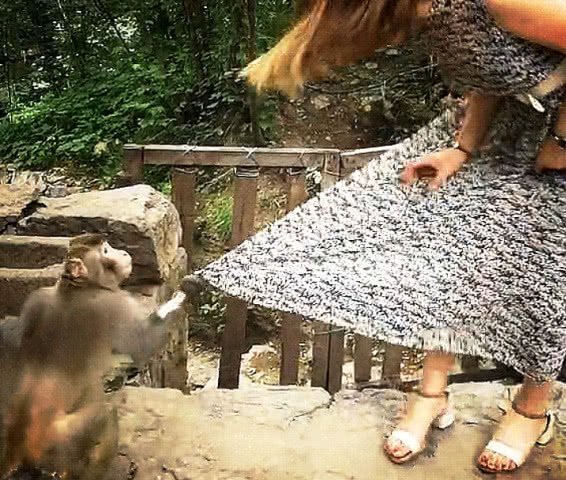 然而这只猴子却并没有知错就改的态度,立马一把扯住了美女的裙子,令她