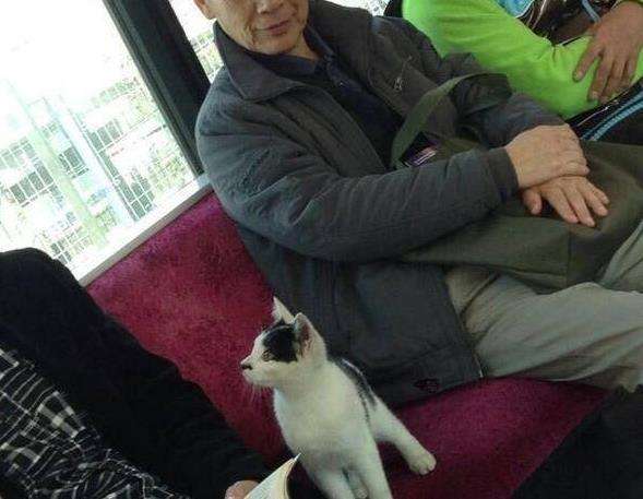 老人家带猫咪上地铁, 猫咪探头和隔壁乘客一起看书, 老人不禁大笑