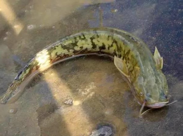 塘鲺和鲶鱼有区别,从这几个地方就能分辨,爱钓鱼的你可以看看!