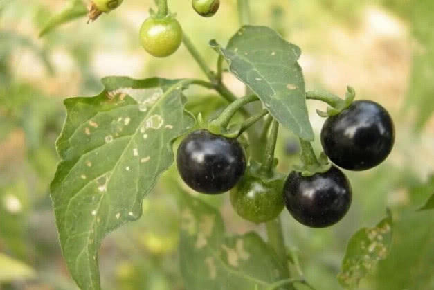 这种农村小野果曾被村民采摘来吃为何现在却很多人称有毒