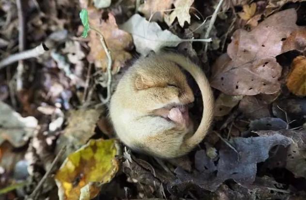 世界上最能睡的动物3年时间2年都在睡觉冬眠期长达9个月