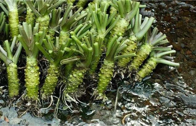 这种新鲜蔬菜太高冷,100多一斤,吃货望而却步:还是牛肉便宜|山葵|吃货