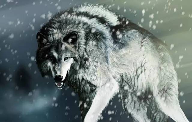 狼|看守人|野狼_新浪新闻