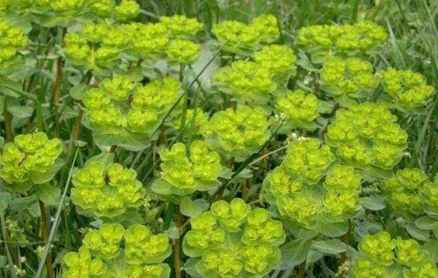 农民口中的"叶上黄金",过去遇到都不敢碰,没想到它这么珍贵