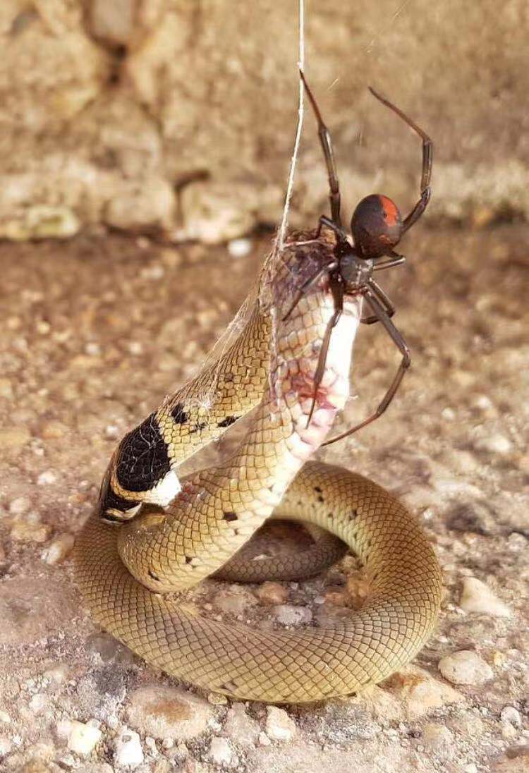 我觉得这肯定是那只基因突变,咬完的变蜘蛛侠的彪悍蜘蛛