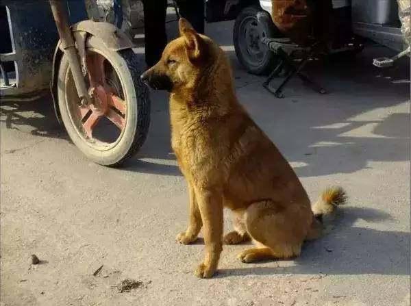 很多人瞧不起的农村土狗谁知它才是最优秀中华田园犬