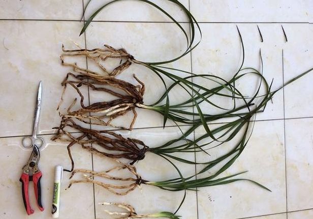 此1个"技巧",能使分苗的兰花更易存活,既生根快长势又好|兰花|假鳞茎