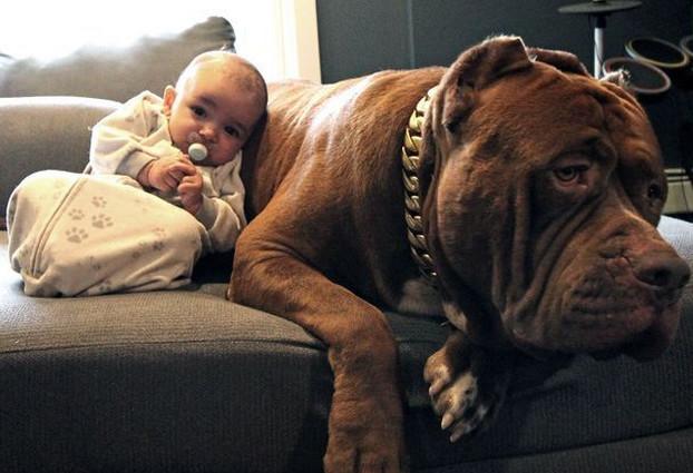 父母给小孩养了36只比特犬当玩伴,吓的网友掉下床!