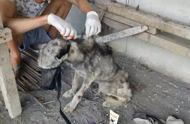 这是我见过混得最差的哈士奇:样貌恐怖,人人打骂称为"石头怪"