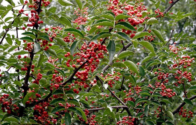 花椒作为一种很好调料,你知道花椒木有什么用吗!