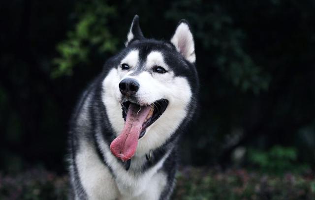 突然发现二哈消失不见,主人找了好久,推开卧室门他哭笑不得|哈士奇