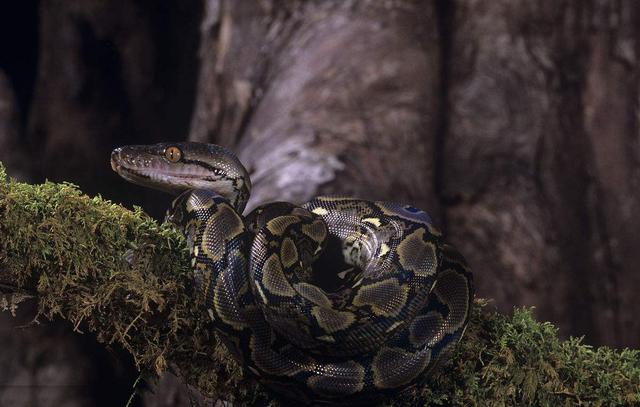 网纹蟒又叫霸王蟒是世界上最长的蟒蛇无毒但它的杀伤力非常强