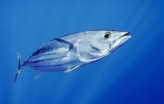 世界上最硬的鱼,日本人用它做刀具,锯子锯半天只能锯出一个小口|鲣鱼