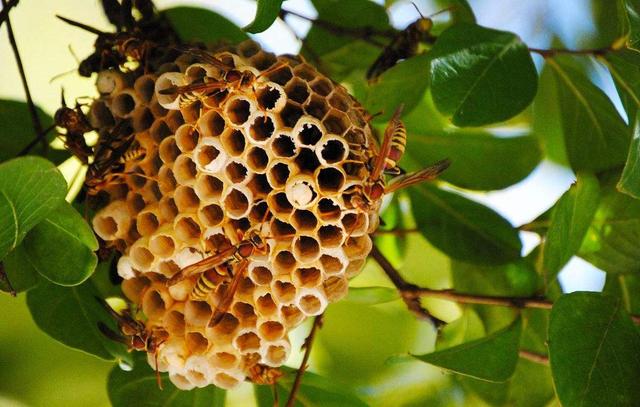 农村家里发现马蜂窝,常躲的远远的,没想到它的药用价值还蛮高