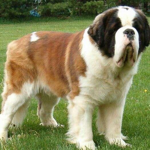 的大型犬有很多,比如大丹犬,藏獒,高加索犬,阿拉斯加雪橇犬,圣伯纳犬