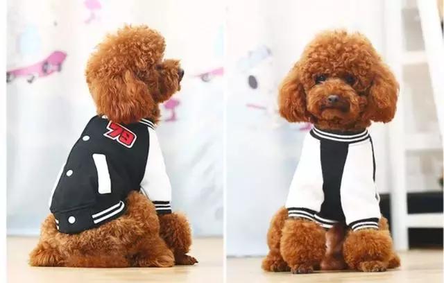 有一种泰迪,叫别人家的泰迪|泰迪|棒球小子|淑女装_新浪新闻