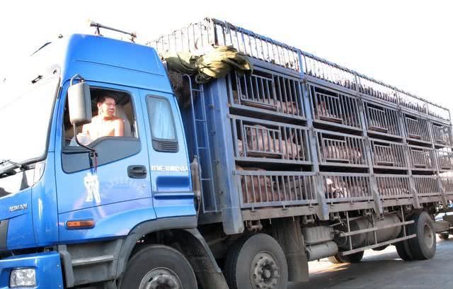 猪价三问:为何近期持续下跌?年期还会涨吗?19