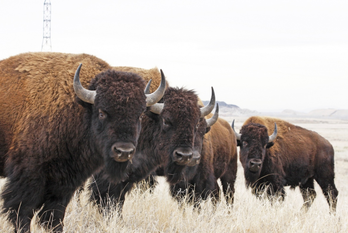 美国的国兽是什么不是白头鹰而是这种重达两千斤的草食动物
