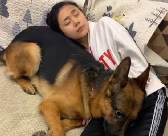 牧犬|狗狗|玩手机_新浪新闻