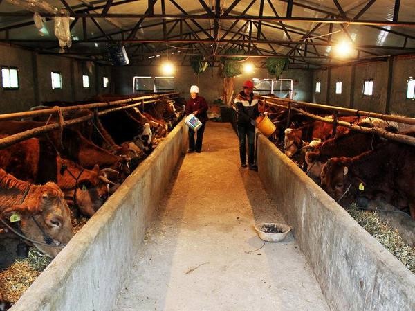 肥牛|养殖|育肥_新浪新闻