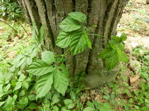 农村山林里的野草老农叫长寿草价值珍贵100一斤