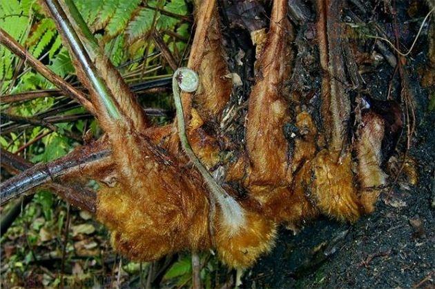 以前家家都会备着,作用单一是农民的救命草,如今却完全被忽视|狗脊