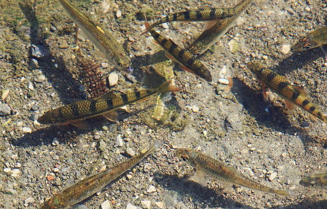 农村小溪里的十大野味,最后一个1斤3000元|油炸|螃蟹|泥鳅_新浪新闻