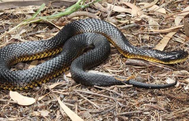 世上最厉害的毒蛇,老虎惹到它也得死,被称为"恶魔索命者"