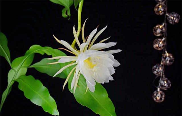 这个花只在晚上开,只开2小时,很多人却熬夜看它|昙花|花卉|排水_新浪新闻