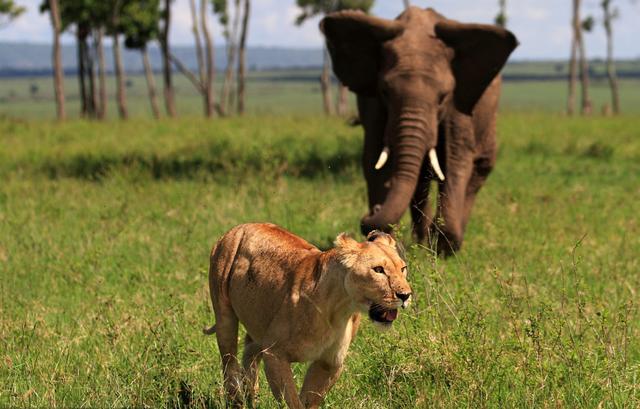 多少只非洲狮子能战胜一头发怒的成年公象?