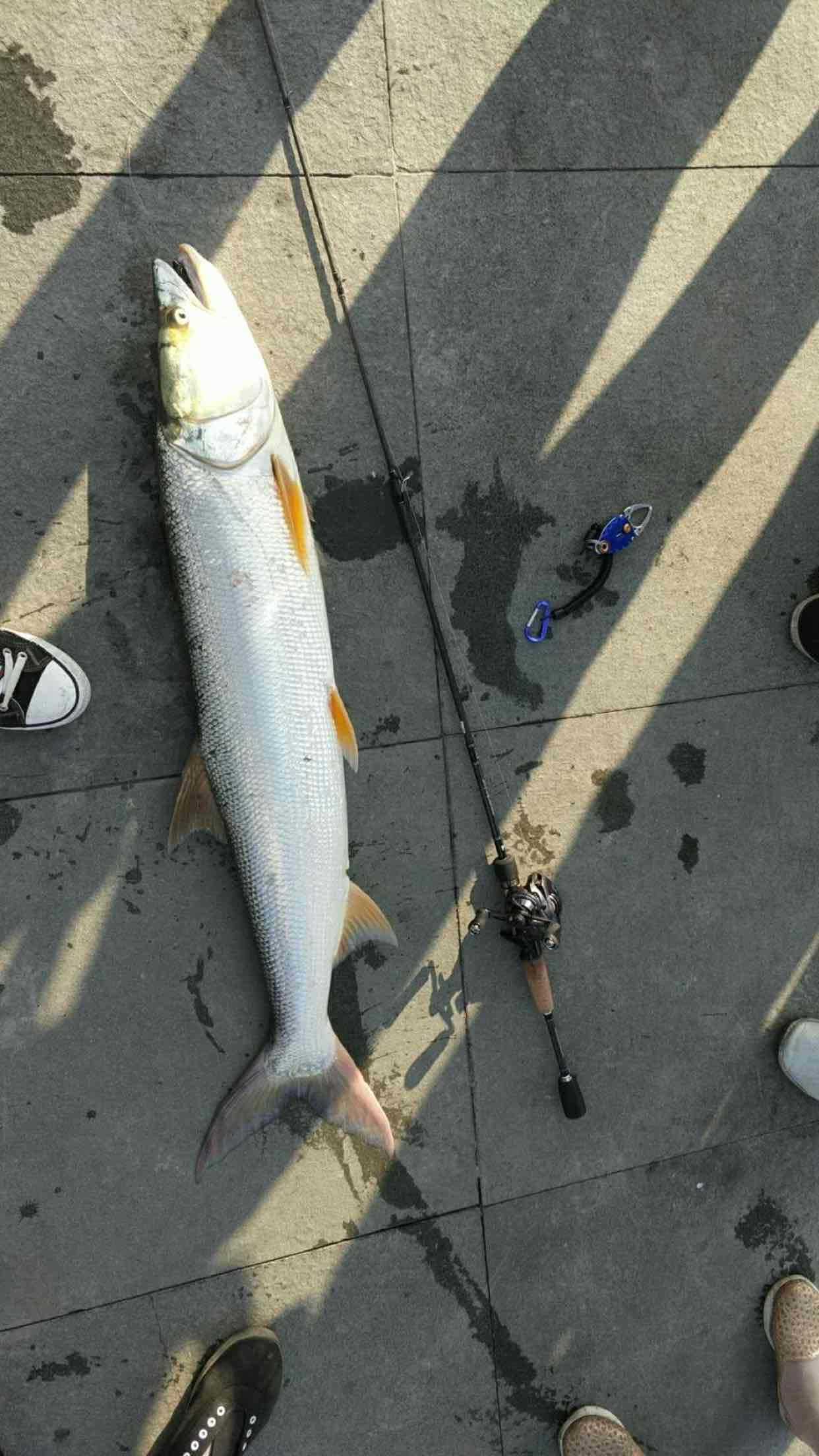 护城河钓起一米多长"黄箭鱼",网友:长江一霸,渔民都怕