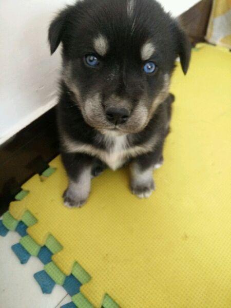 20块买了只小土狗,回家一看却发现有哈士奇血统,赚了!