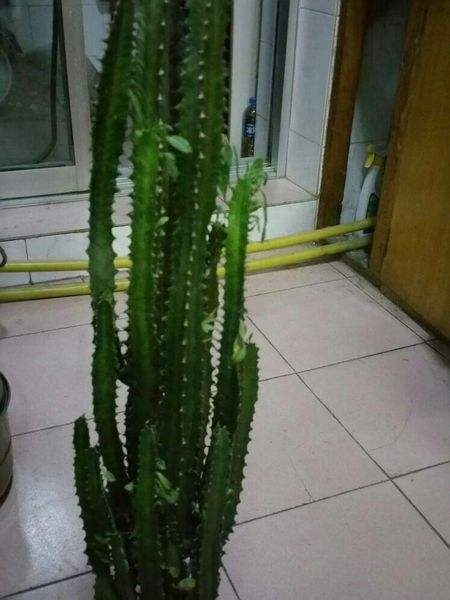 这3种"植物",特别受人喜欢,家家都养,只因它旺财运