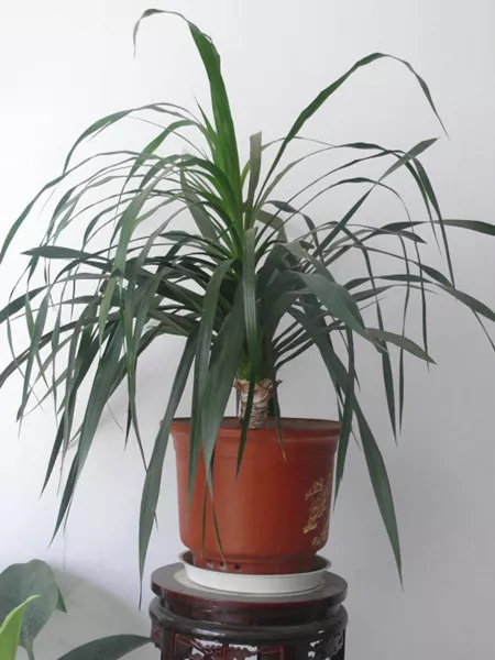 龙血兰的养殖方法及注意事项