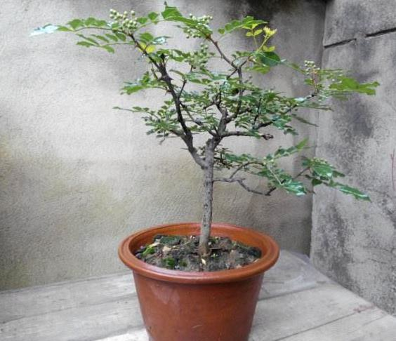 "花椒籽"撒盆里,3个月长成"花椒树",香味浓,能驱蚊,值!